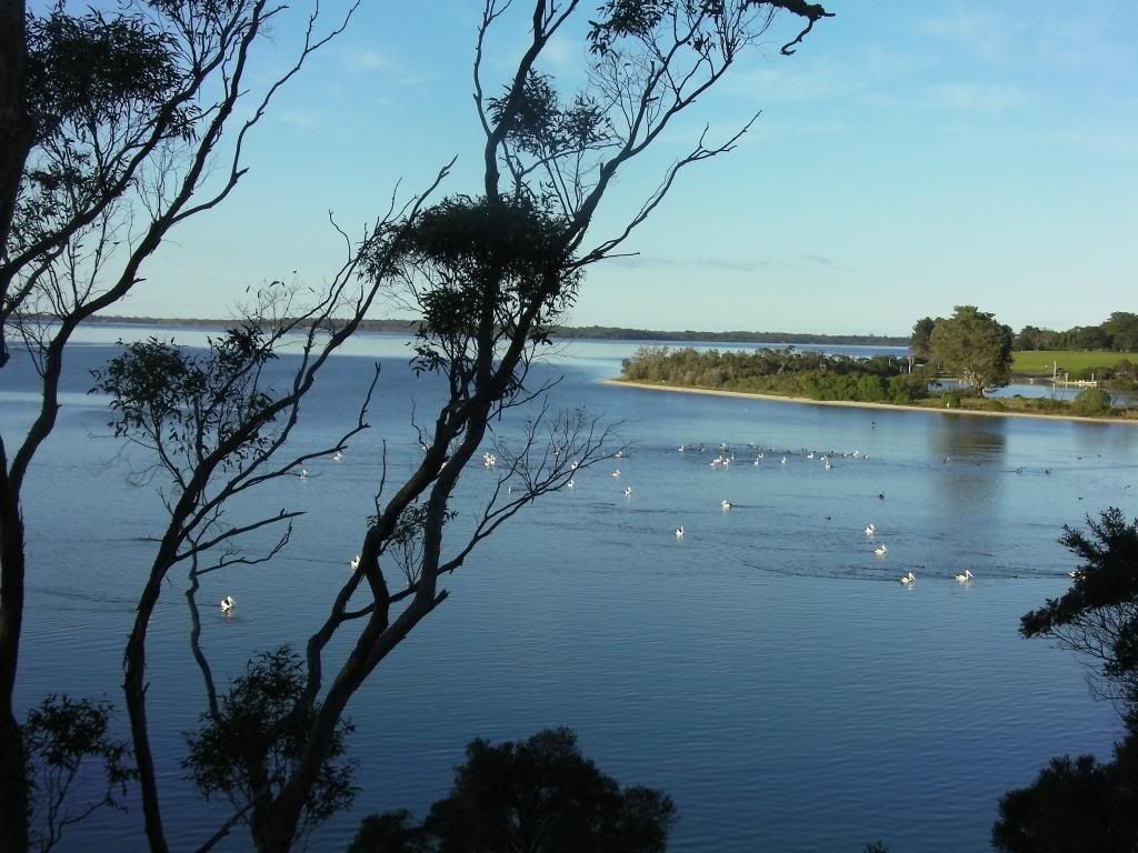 Pelicans on lake at Duck Arm