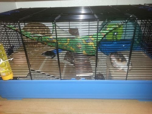 barney cage hamster