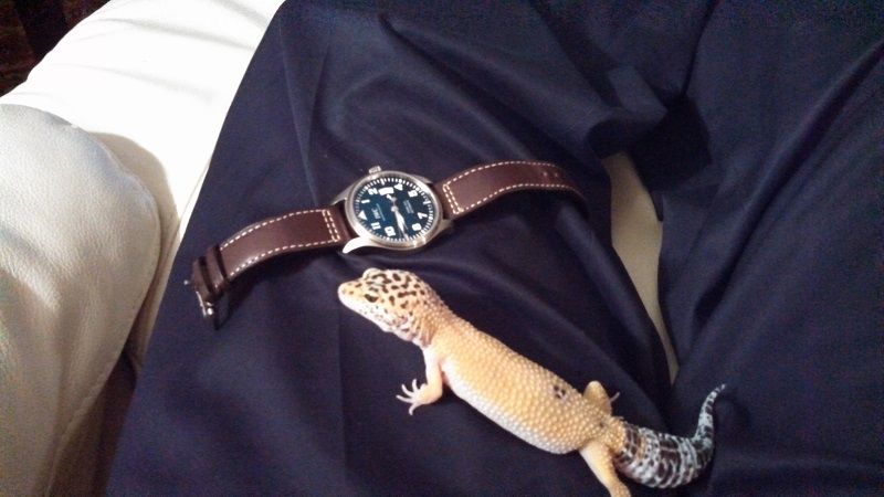 i1276.photobucket.com/albums/y474/beauphotobucket/121213gecko_zpsa40b7e3b.jpg