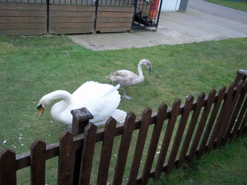 ebay3072_zps6570432e.jpg