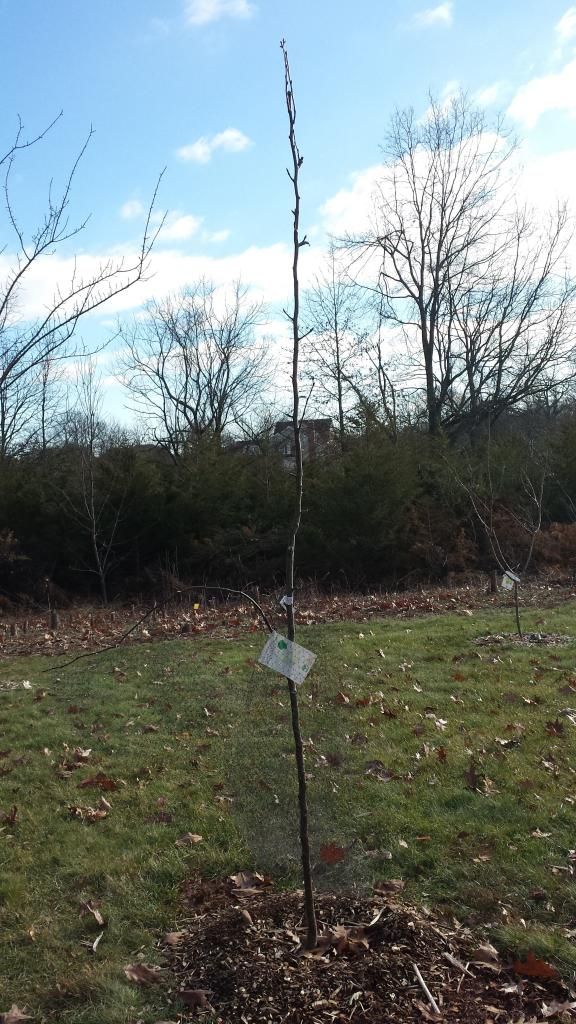  photo 20141213_110008_zps4c1e59e0.jpg