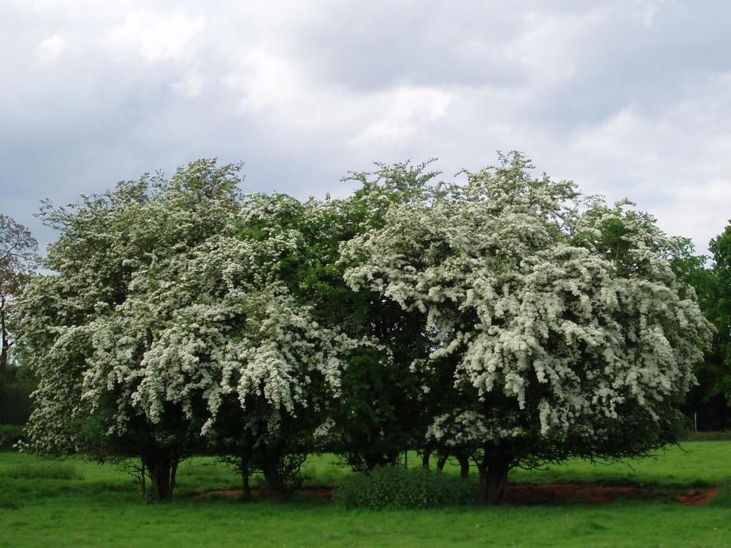  photo Hawthorn_blossom_in_Allesley_1_zps4ed814f0.jpg