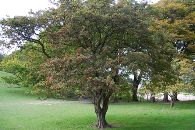  photo hawthorn-in-autumn_zps04ed3633.jpg