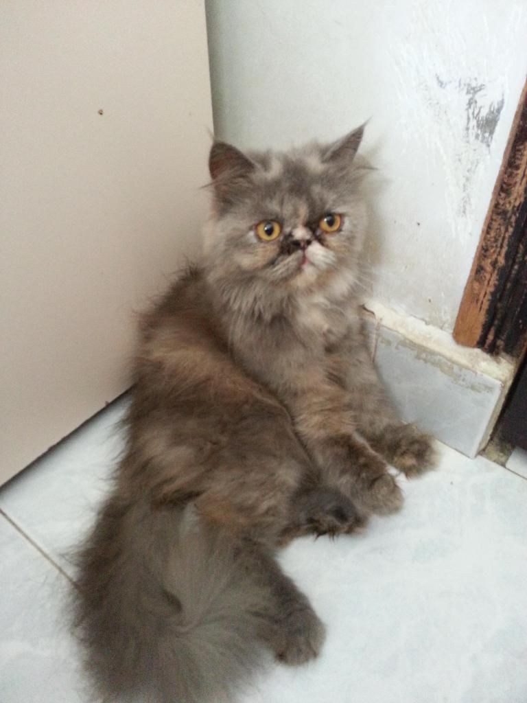 Bán mèo 34 bò sữa - 6