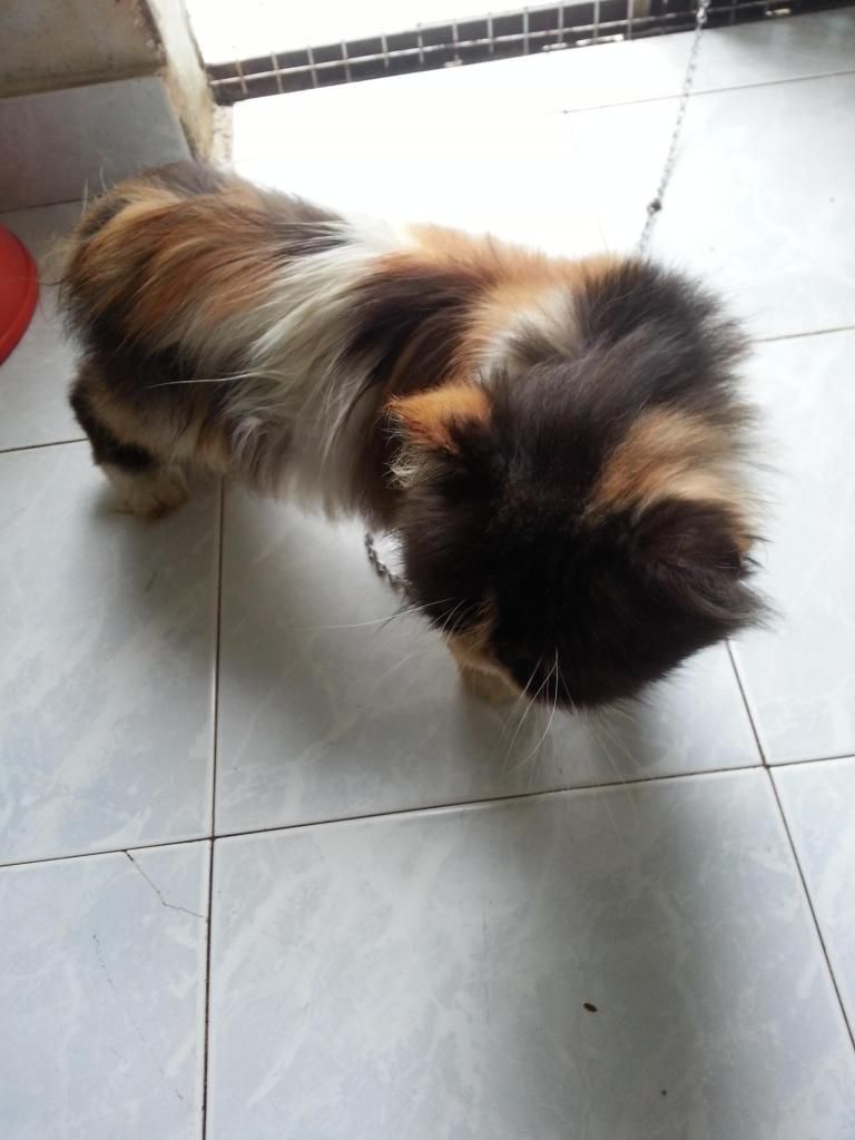 Bán mèo 34 bò sữa - 4