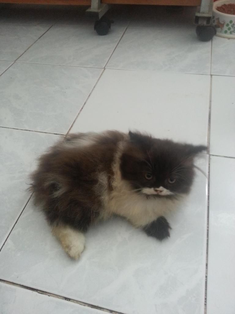 Bán mèo 34 bò sữa - 2