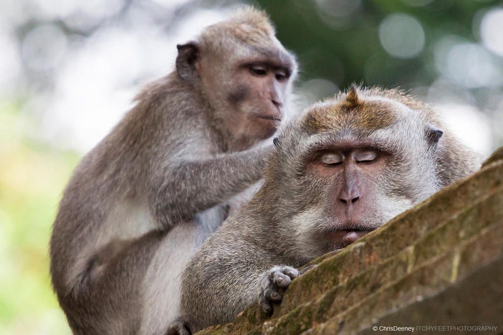  photo macaque-monkeys-grooming-bali_xgaplus_zpsm6wy7ans.jpg