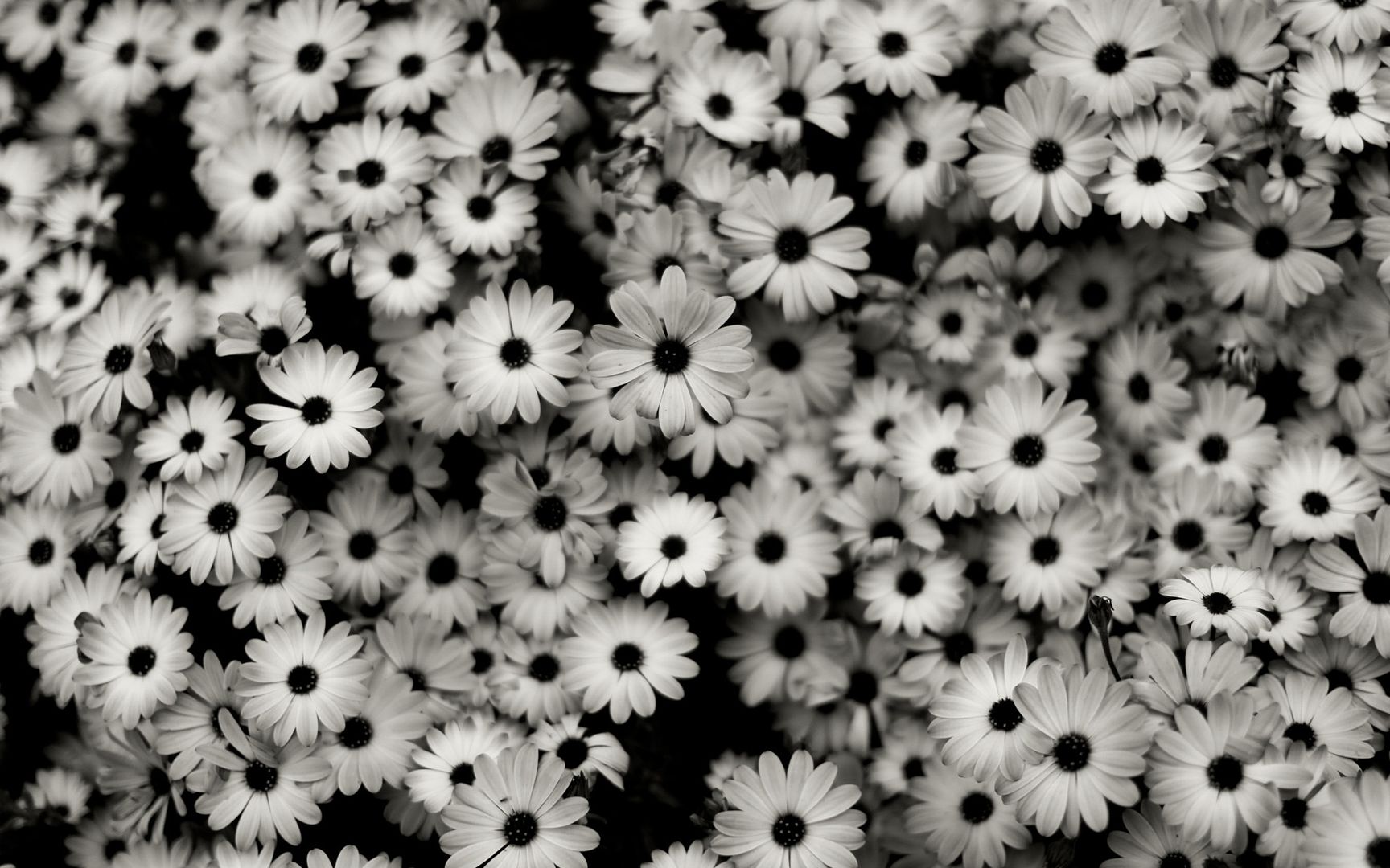 black and white photo: Black and white bw25.jpg