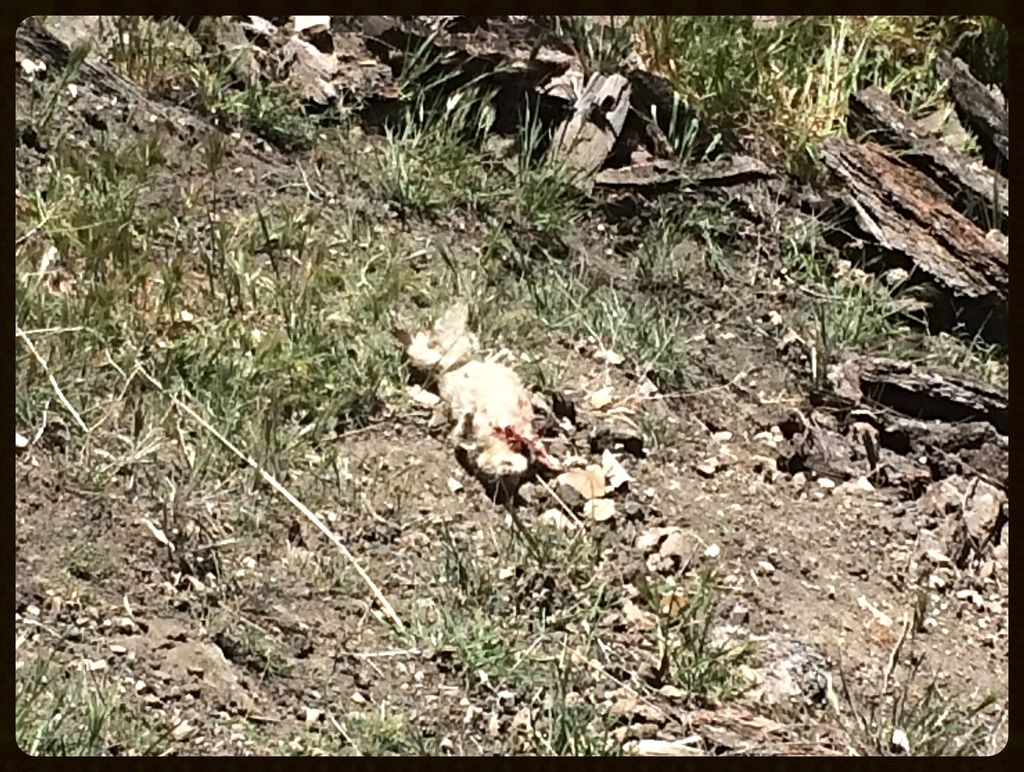 Some GS Hunting pics(graphic) - Calguns.net