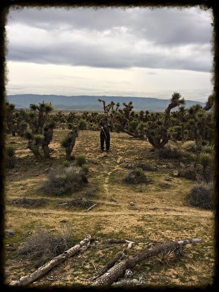 jackrabbit hunt