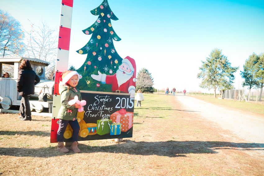 santas christmas tree farm