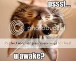 The New Catchat Thread [2] - Page 7 Cat%20awake_zpszkb4wuok